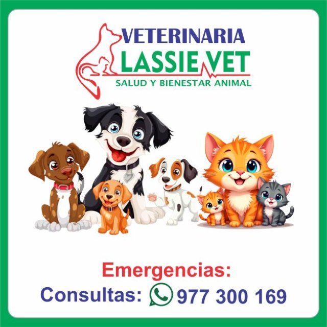 VETERINARIA LASSIE VET